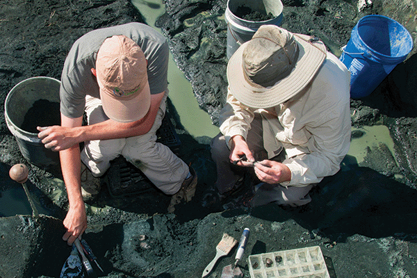 Rowan University researchers look for ancient fossils in the Edelman Fossil Park.