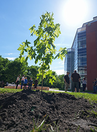 A sweetgum sapling about four feet high is shown with dark-green, star-shaped leaves beneath sunny skies.