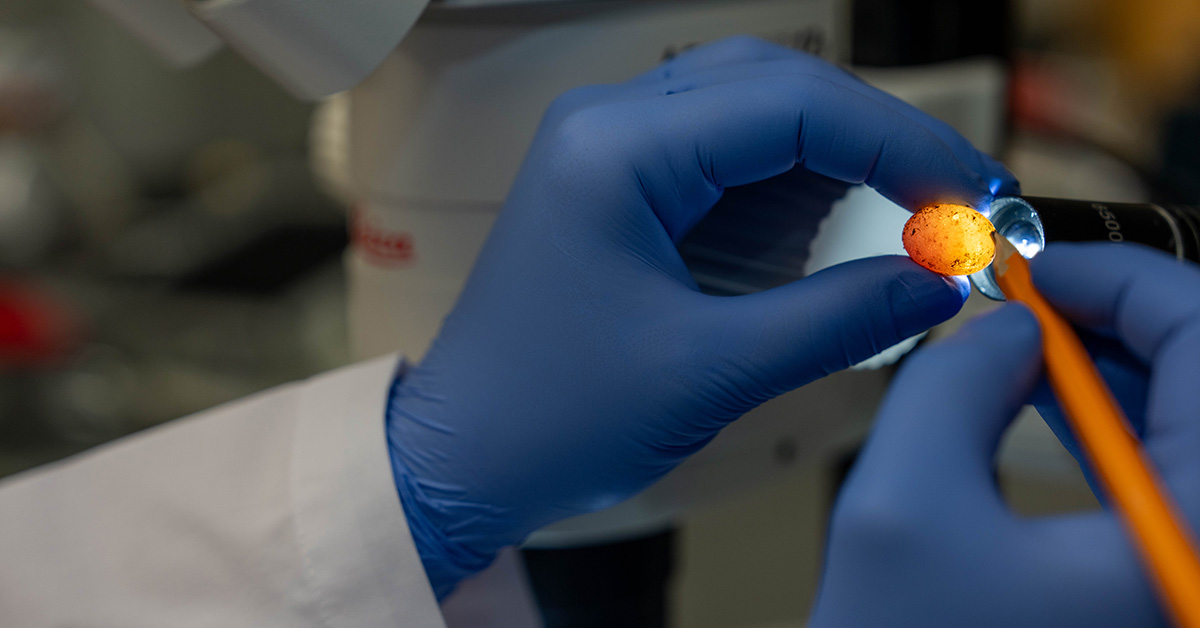 A closeup image of Natasha Shylo's hands covered in blue gloves holding a small orange speckled egg over a light.