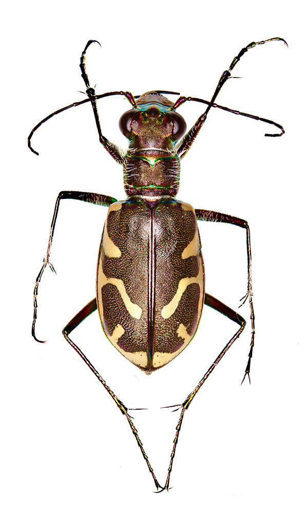 A photograph of a Columbia River beetle shows an insect with yellow markings on its back.