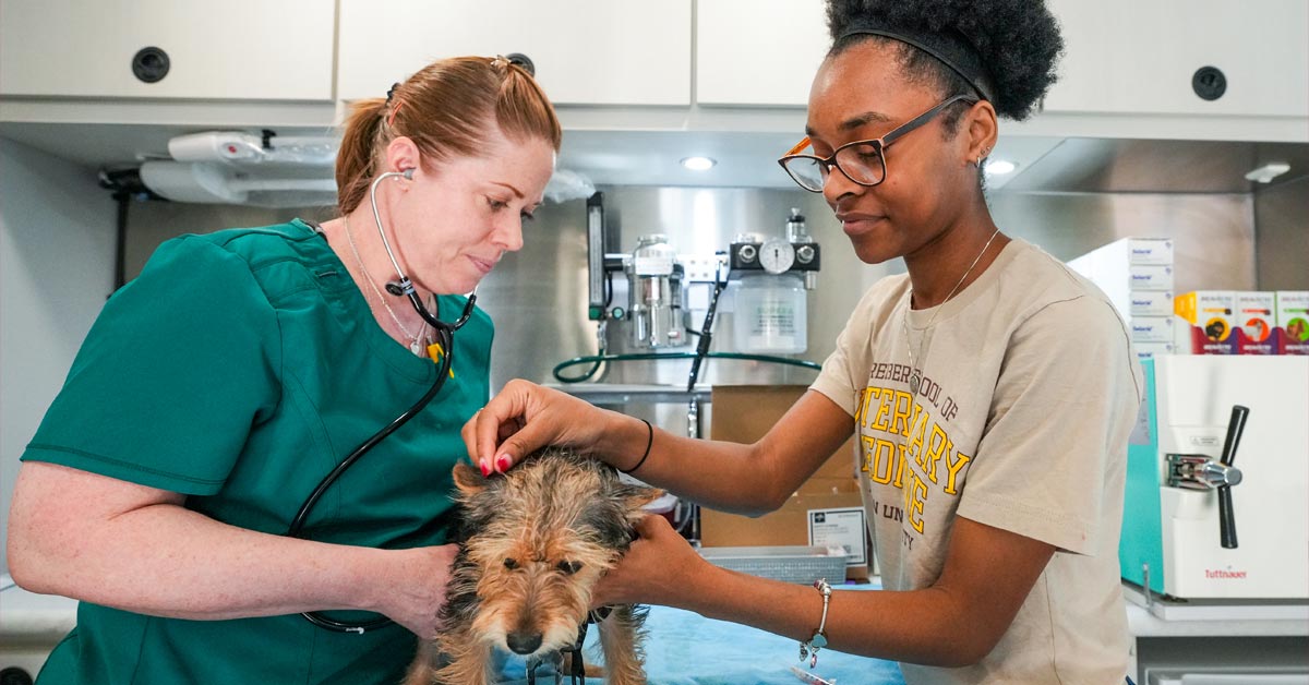 Veterinarian Kirsten White and student Ciara Robinson examine a dog.