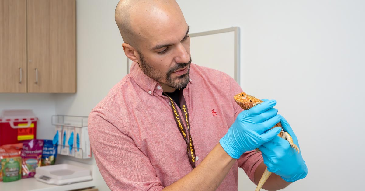 Peter DiGeronimo, V.M.D. holds a reptile during a vet visit.