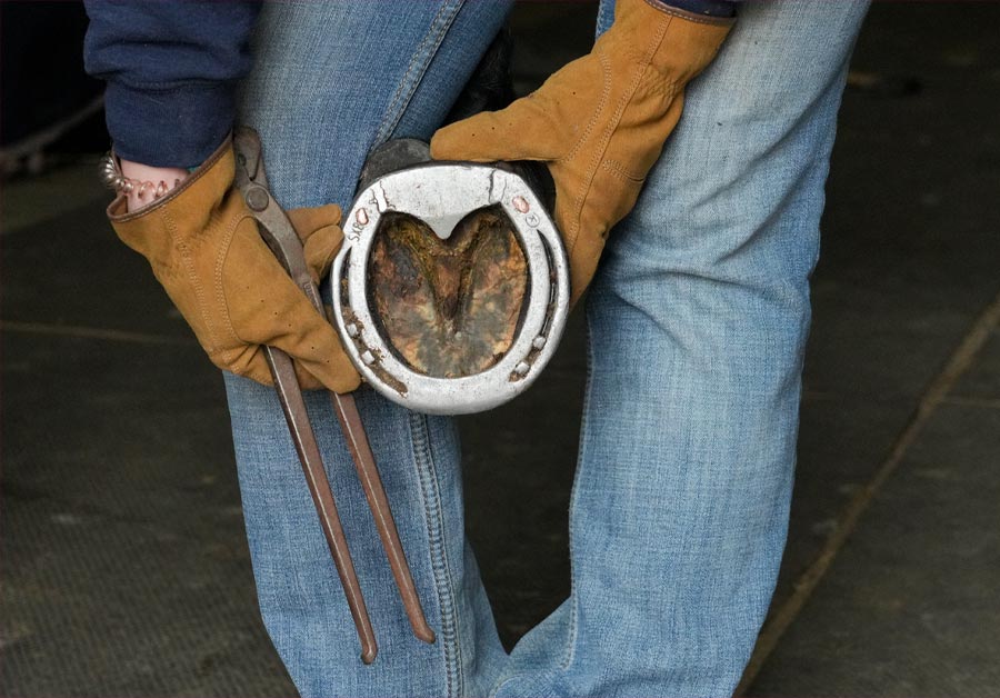 Close up of a horse's hoof with shoe.